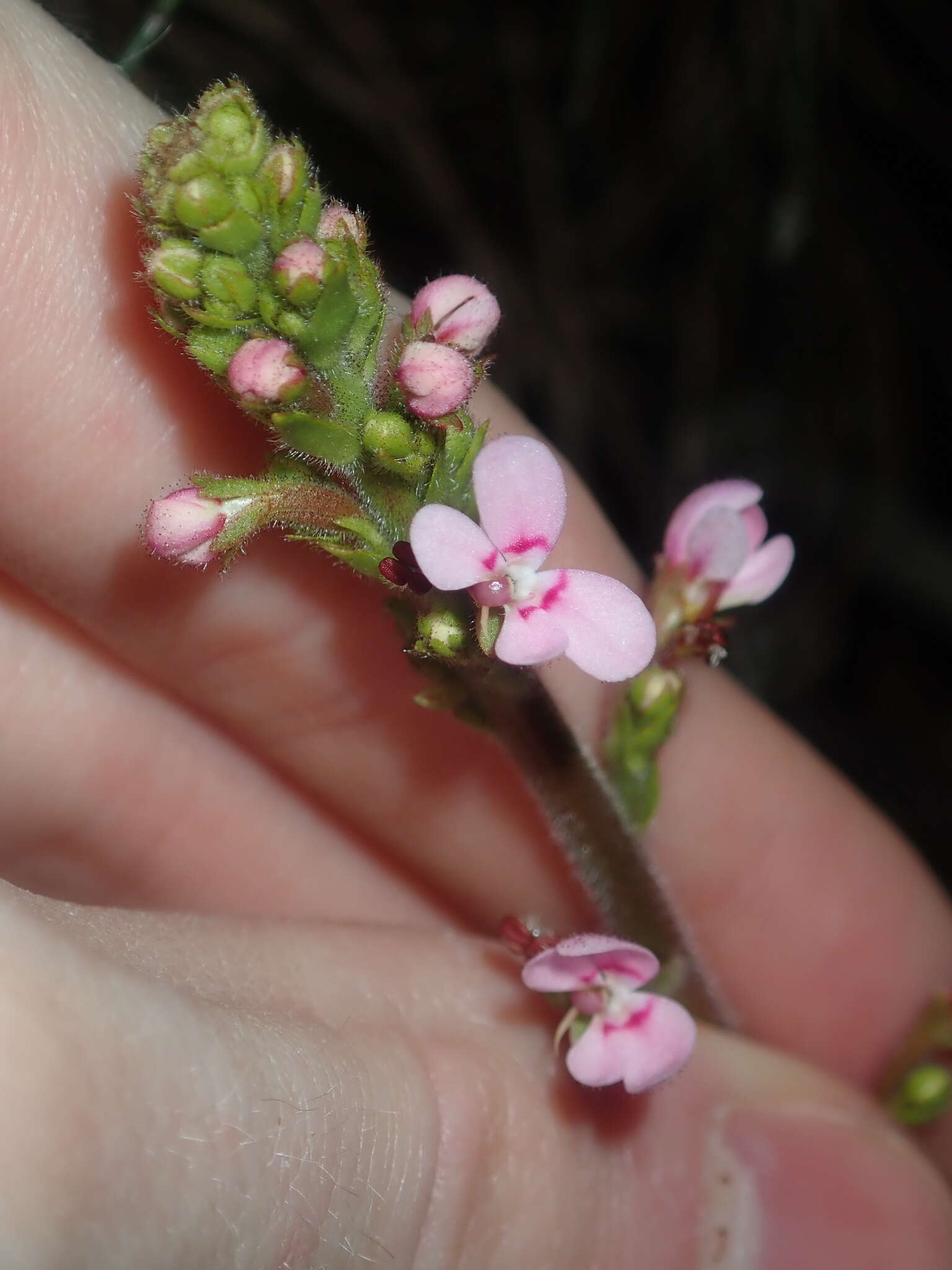 Image de Stylidium elongatum Benth.