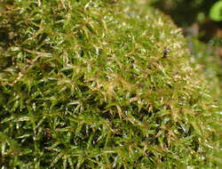 Image of Gaudichaud's syrrhopodon moss