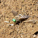 Image of Pegasomyia ruficornis (Bigot 1892)