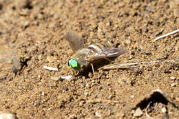 Image of Pegasomyia ruficornis (Bigot 1892)