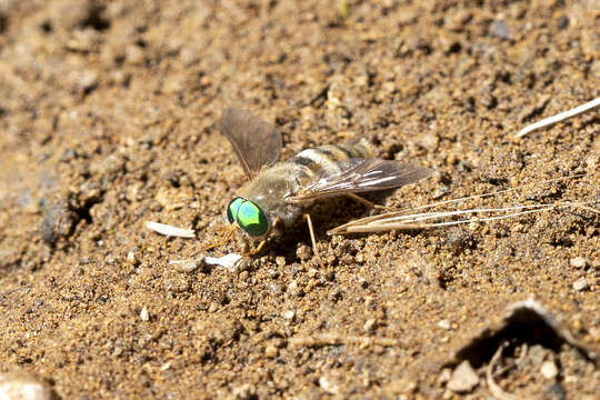 Image of Pegasomyia