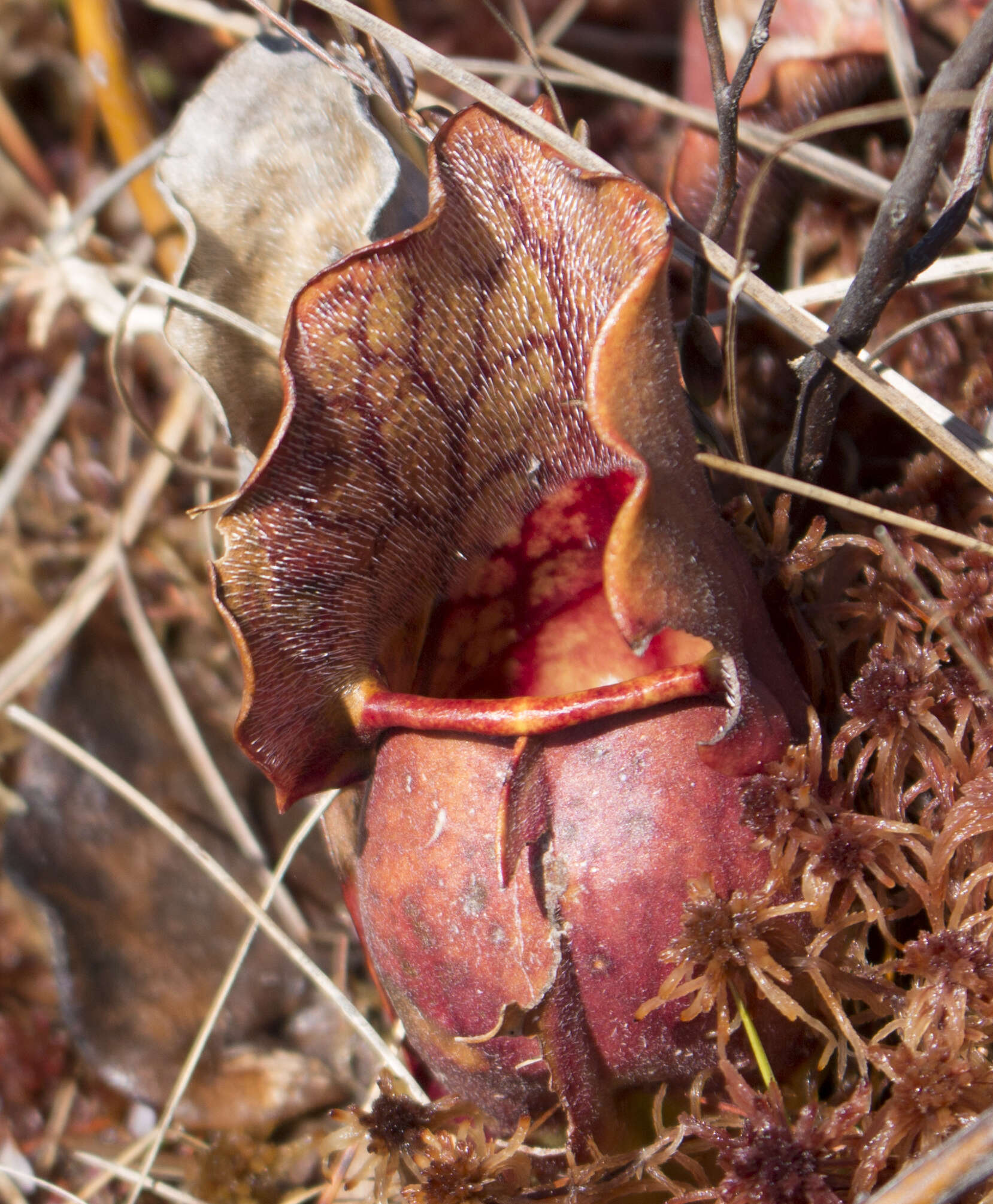 Image of southern purple pitcherplant