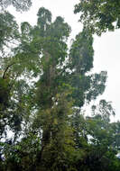 Image of Atherton Kauri Pine