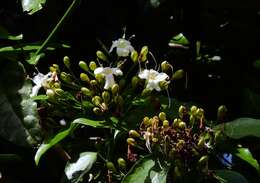 Image of Oxera splendida (F. Muell.) Gâteblé & Barrabé