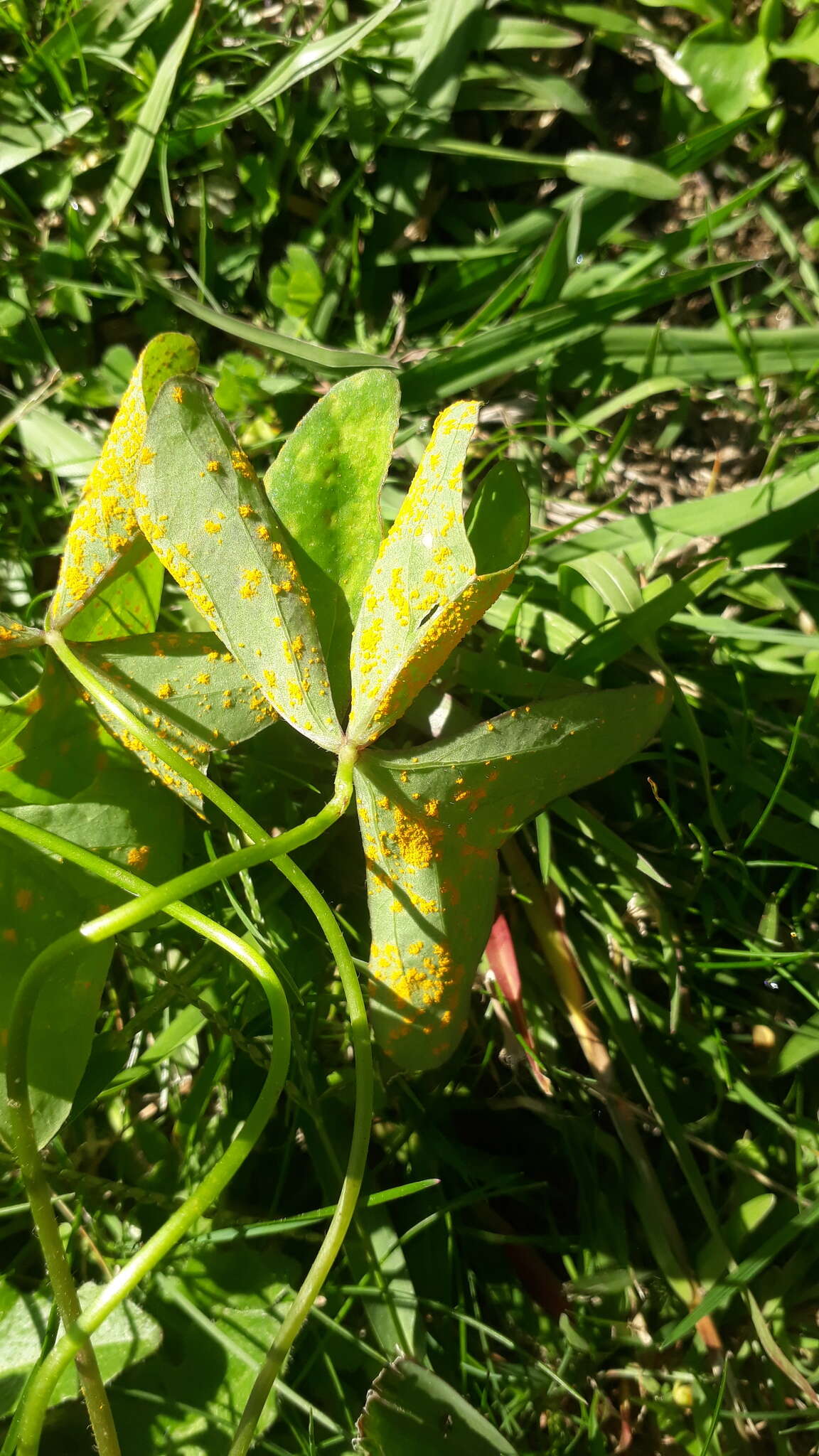 Image of Puccinia oxalidis Dietel & Ellis 1895