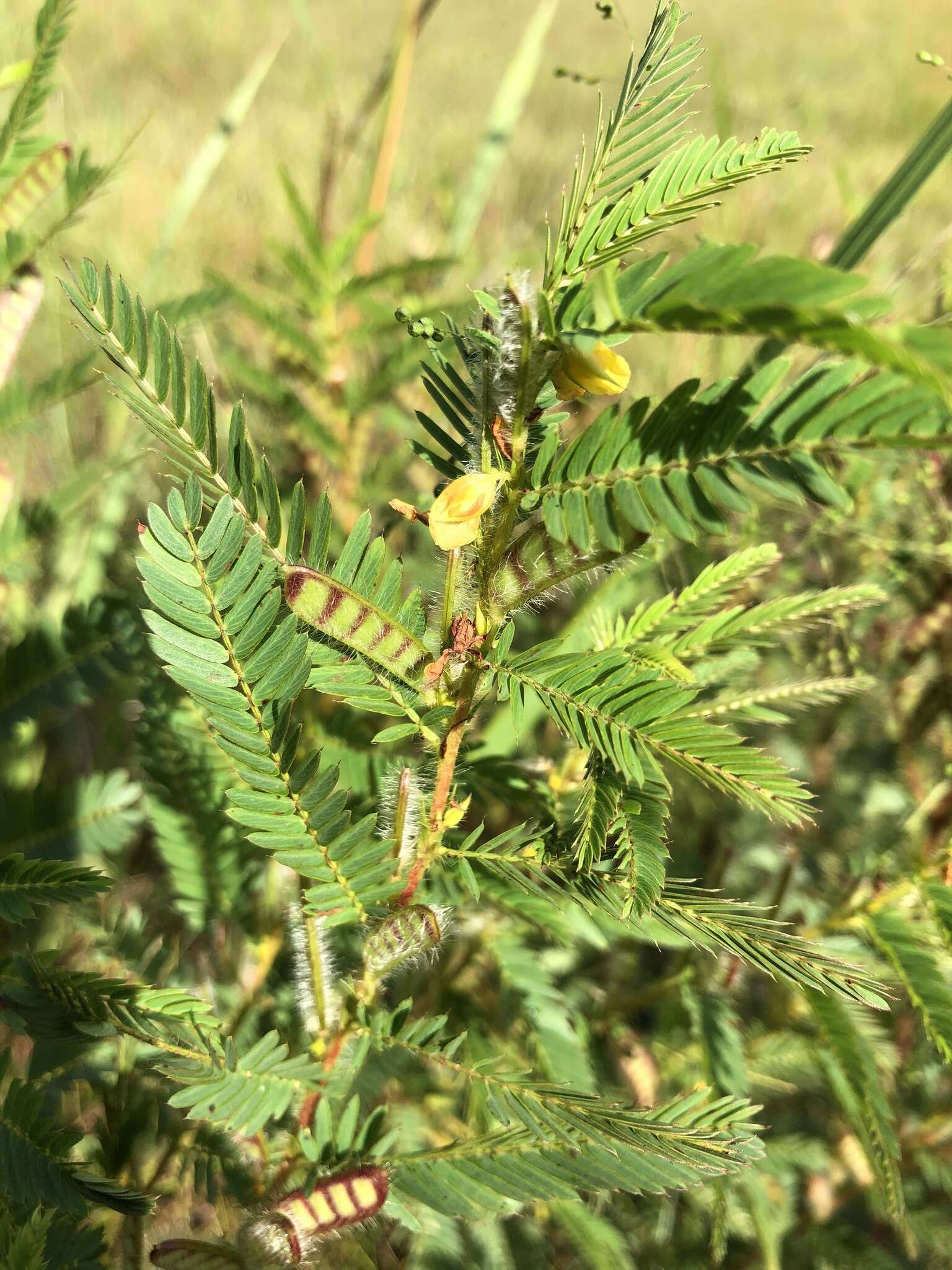 Sivun Chamaecrista nictitans var. aspera (Elliott) Torr. & A. Gray kuva