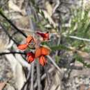 Imagem de Oxylobium pulteneae DC.