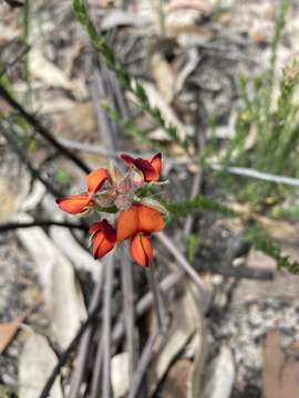 Слика од Oxylobium pulteneae DC.