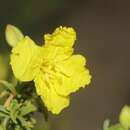 Oenothera berlandieri subsp. berlandieri的圖片