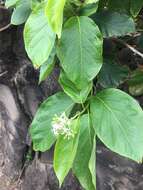 Image of Ehretia resinosa Hance