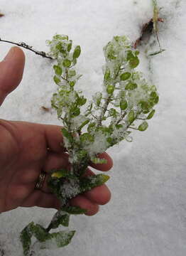 Image of field pennycress