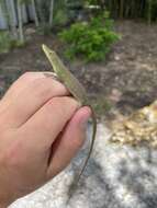 Image of Hispaniolan green anole