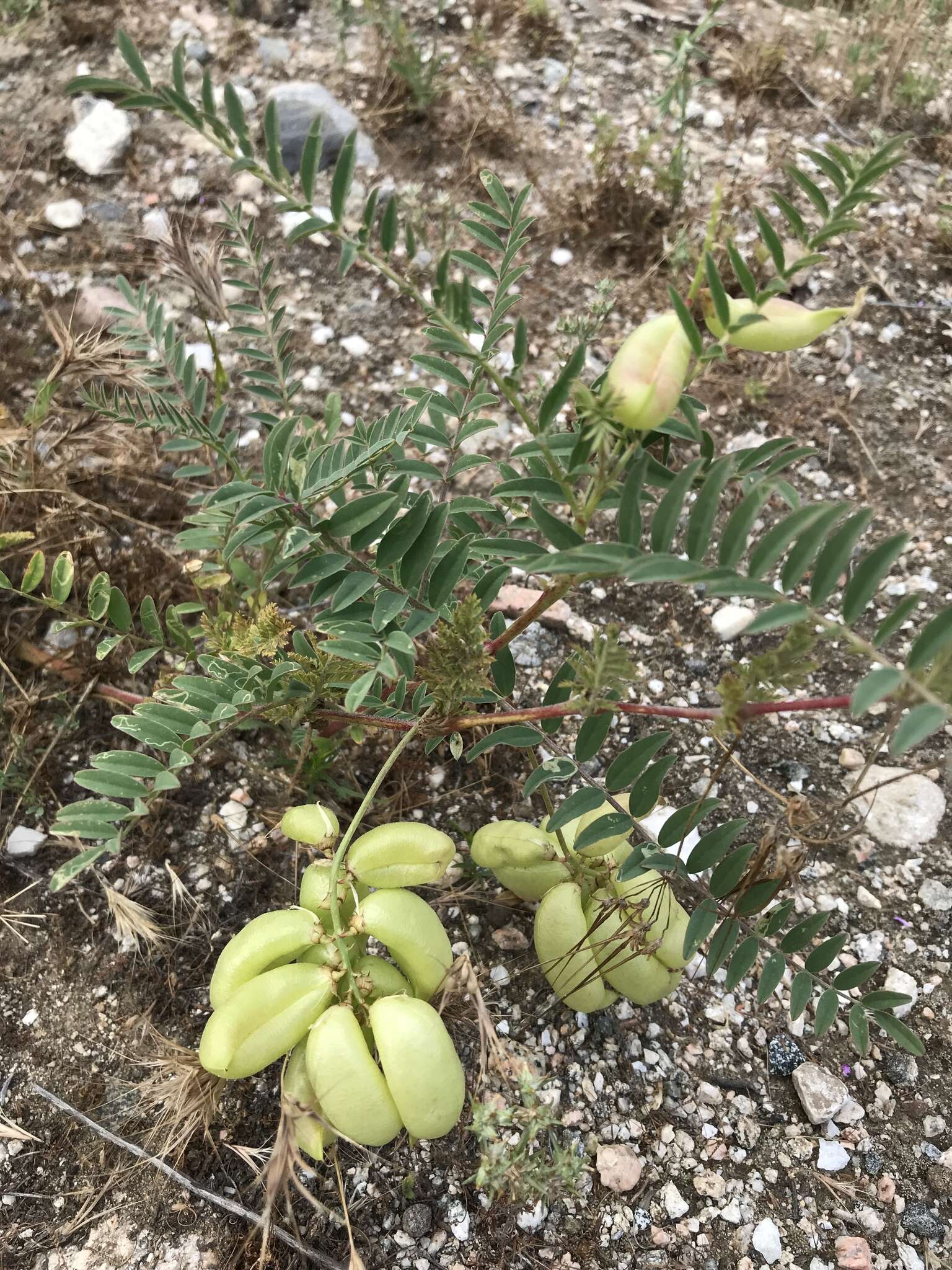 Image of Pomona milkvetch