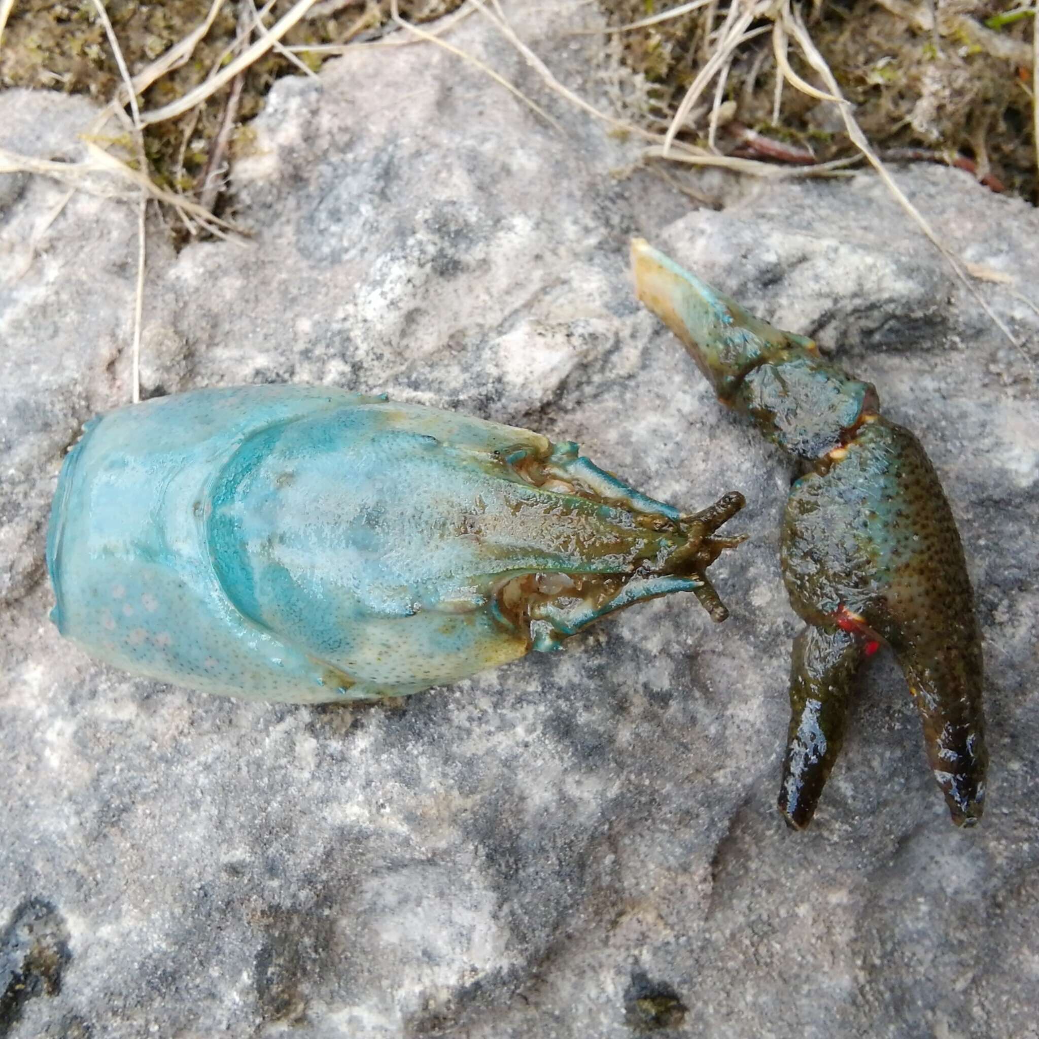 Image of Broad-clawed Crayfish