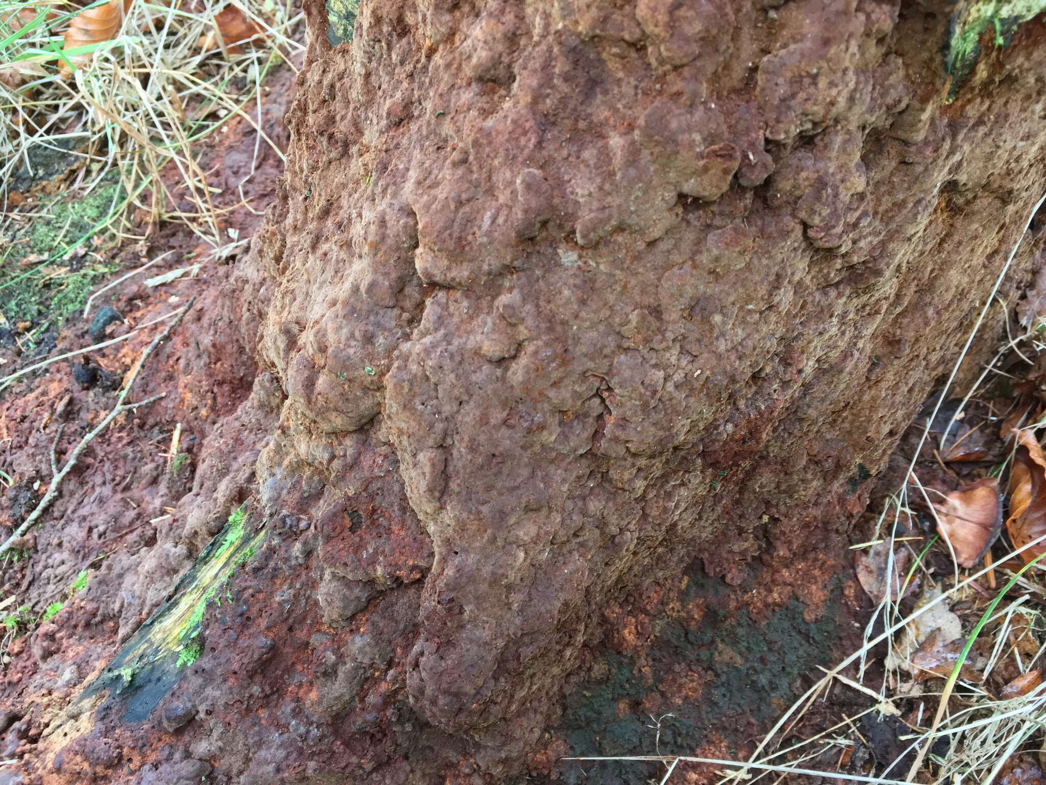 Image of Phellinus laevigatus (P. Karst.) Bourdot & Galzin 1928