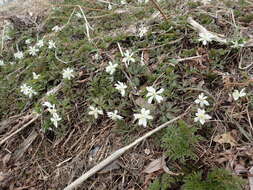 Image of Anemone amurensis Korshinsky