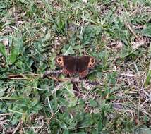 Image of Autumn Ringlet