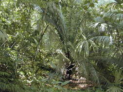 Image of American oil palm