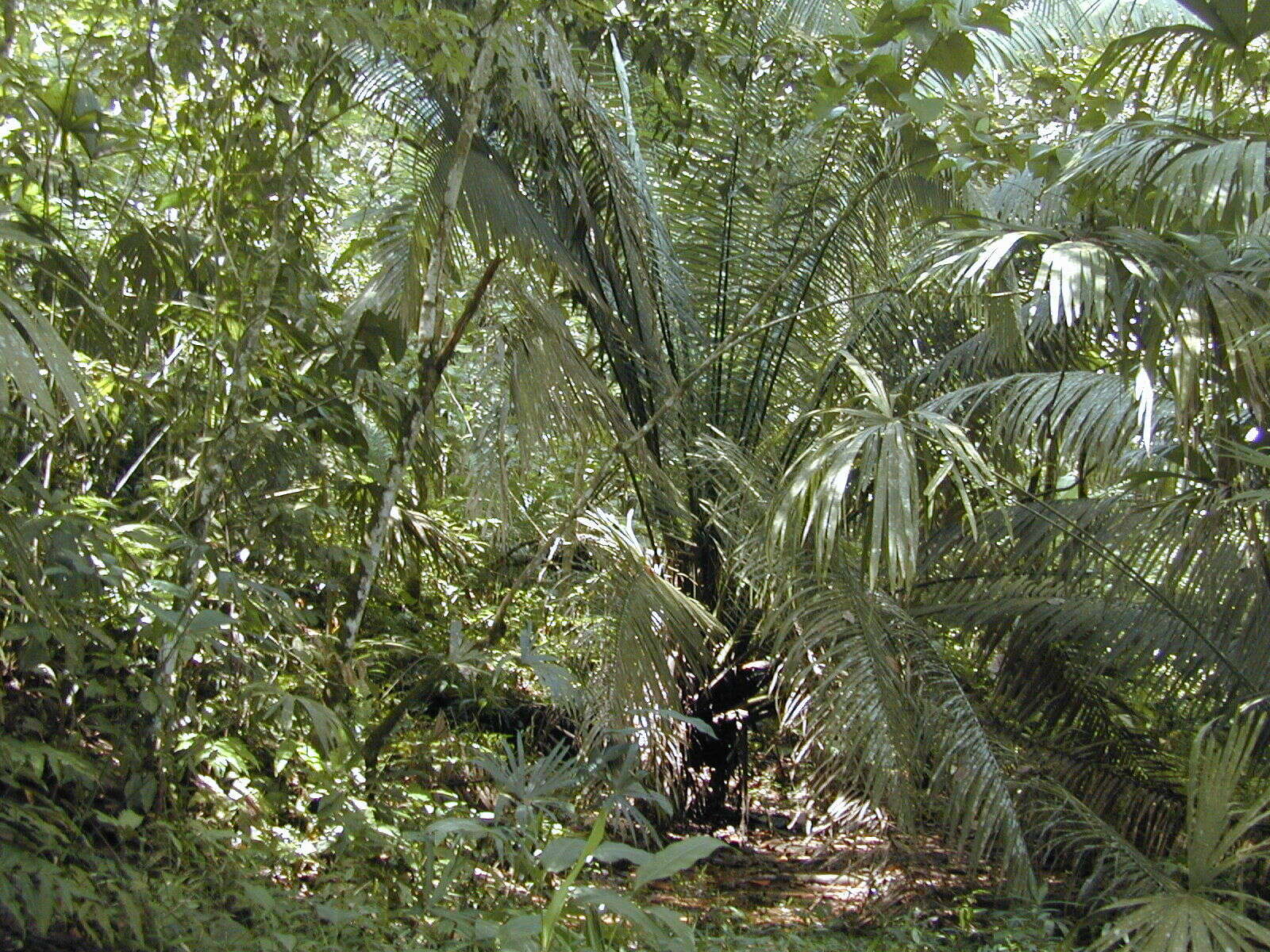 Image of American oil palm