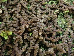 Image of Frullania fragilifolia (Taylor) Gottsche, Lindenb. & Nees