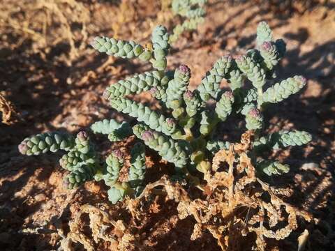 Halopeplis amplexicaulis (Vahl) Ung.-Sternb. ex Cesati, Passer. & Gibelli resmi