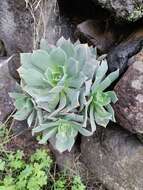 Image of Aeonium percarneum (Murray) J. Pitard & L. Proust