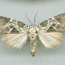 Image of Lophonycta confusa Leech 1889