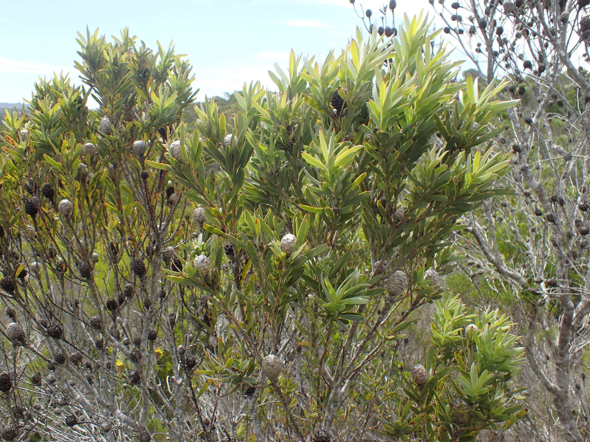 Image of Leucadendron meridianum Salter ex I. Williams