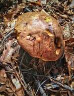 Image of Neoboletus