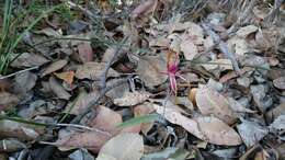 Image of Reaching spider orchid