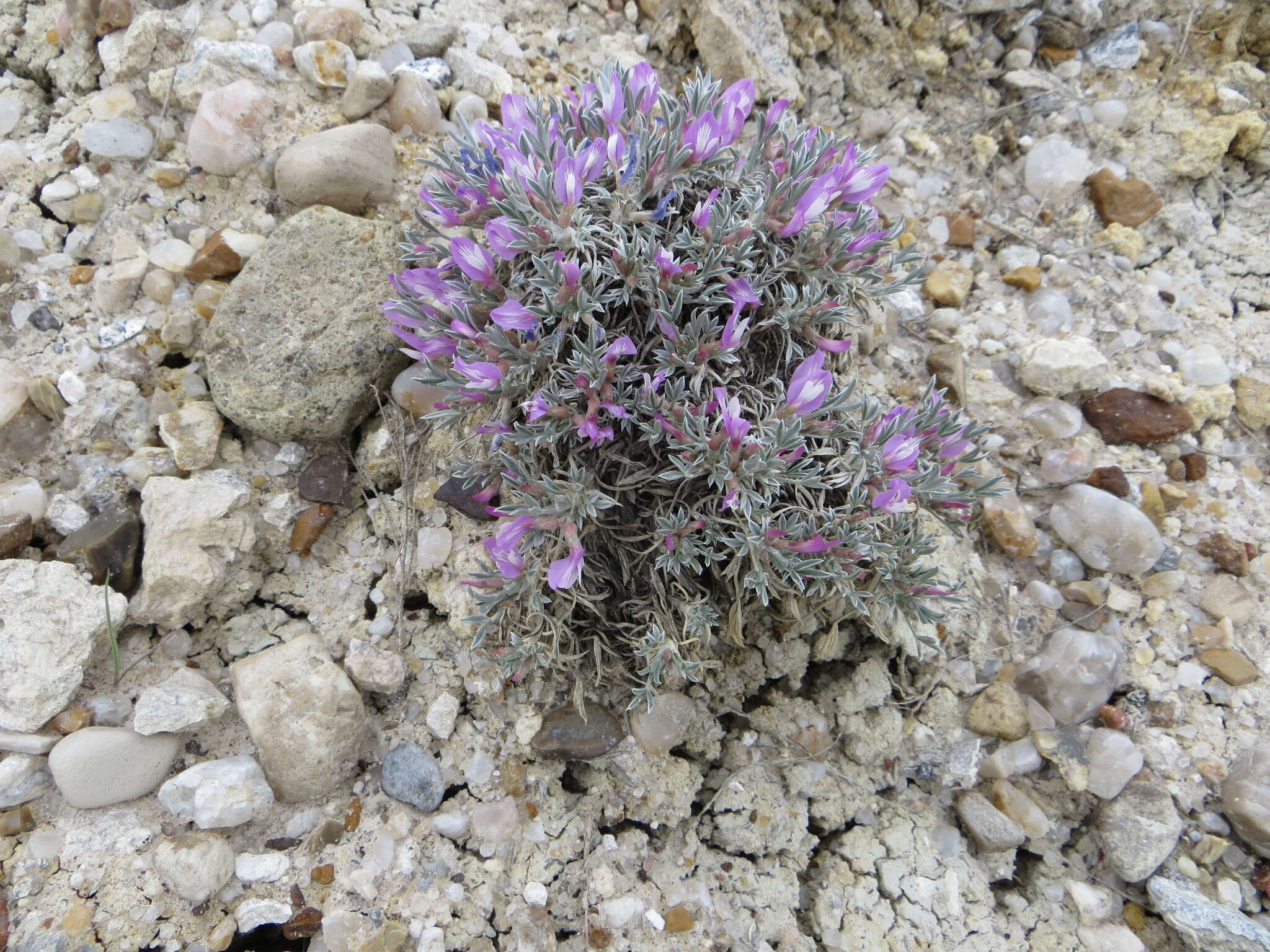 Image of Barr's milkvetch