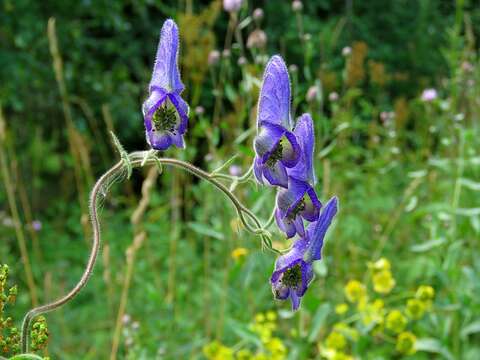 Image of Aconitum volubile Pall.