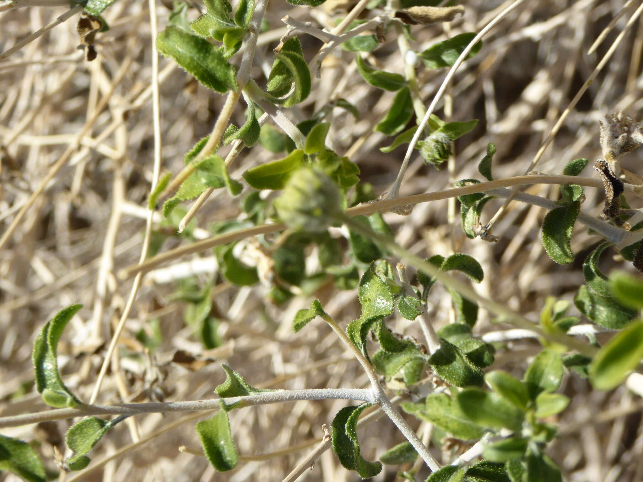 Sivun Encelia frutescens (A. Gray) A. Gray kuva