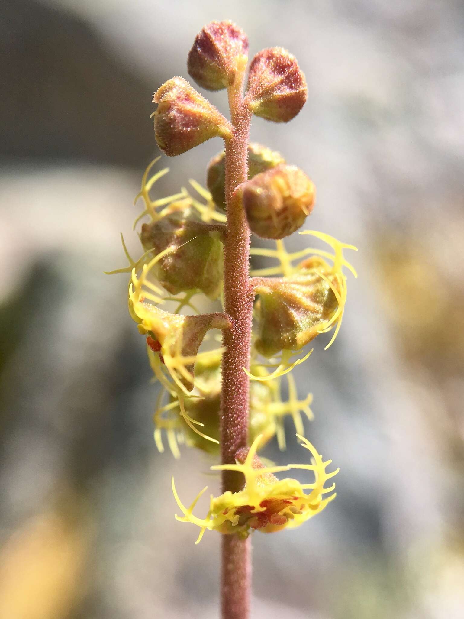 Image of fivestamen miterwort