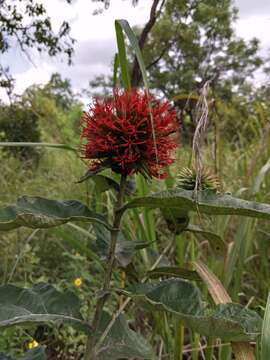 Image of Echinops amplexicaulis Oliv.