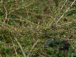 Imagem de Coprosma parviflora Hook. fil.