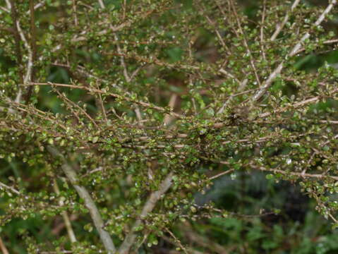 Image of Coprosma parviflora Hook. fil.