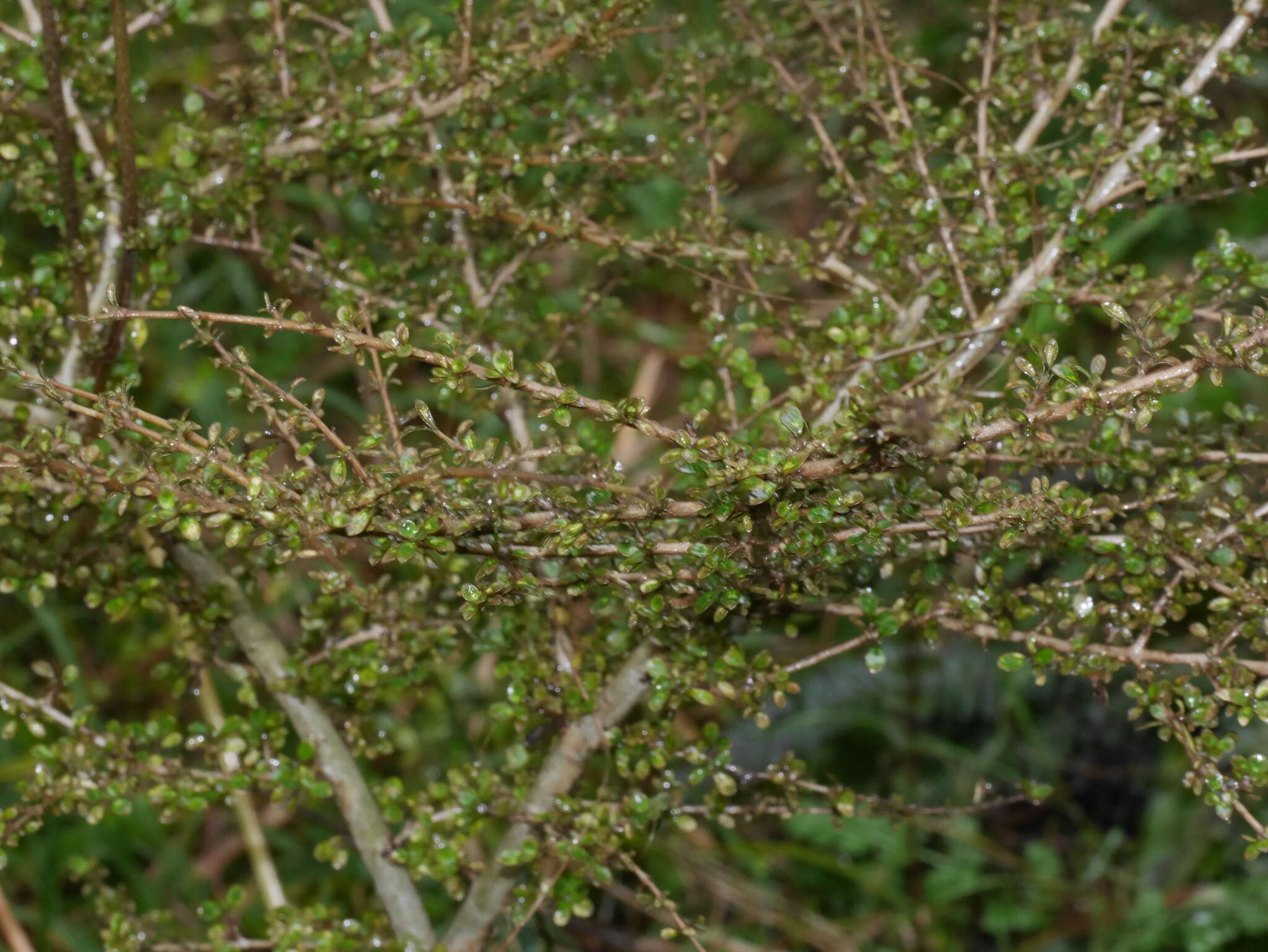 Imagem de Coprosma parviflora Hook. fil.