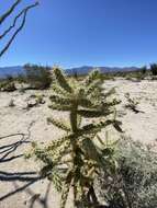 Image of Munz Cholla