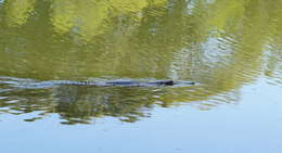 Image of Australian Freshwater Crocodile