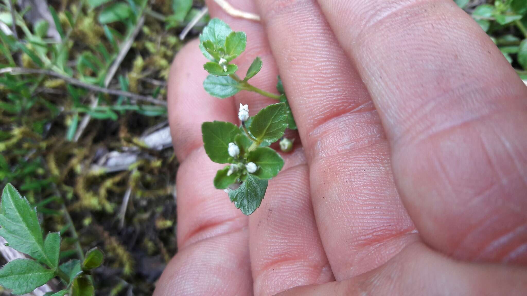 Pombalia parviflora (Mutis ex L. fil.) Paula-Souza resmi