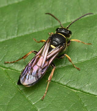 Image of Argogorytes Ashmead 1899