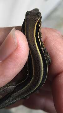 Image of Four-lined Ameiva