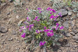 Image of Oxytropis exserta Jurtzev