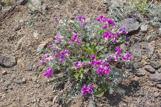 Image of Oxytropis exserta Jurtzev