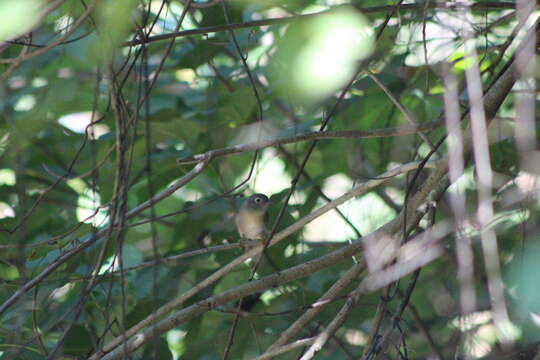 Image of Huet's Fulvetta