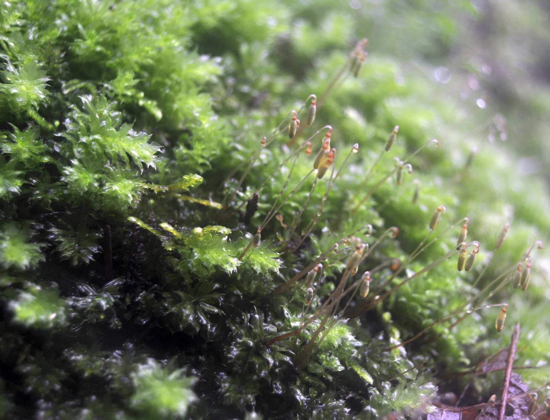 Image of plagiomnium moss