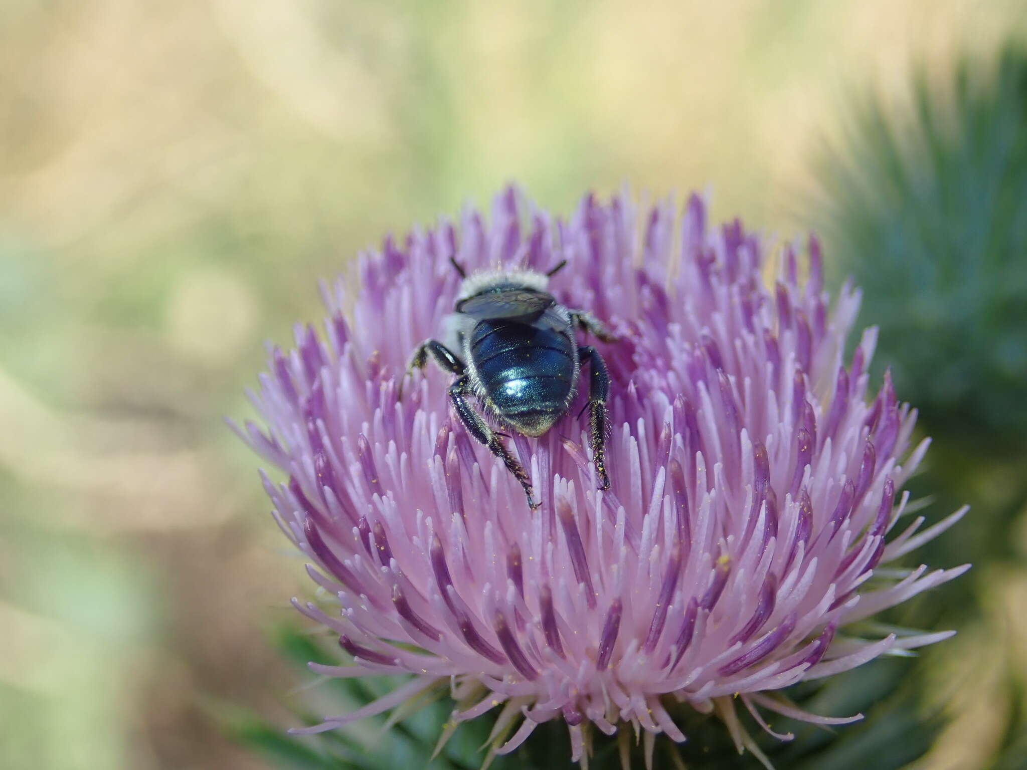 Osmia texana Cresson 1872的图像