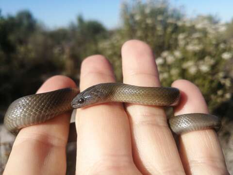 صورة Lycodonomorphus inornatus (A. M. C. Duméril, Bibron & A. H. A. Duméril 1854)