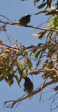 Image of White-browed Woodswallow